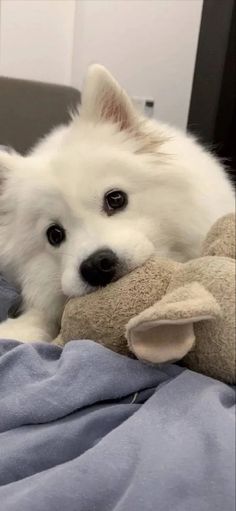 a white dog laying on top of a bed with a stuffed animal in its mouth
