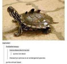 an image of a turtle on the ground with caption that reads, i hate turtles