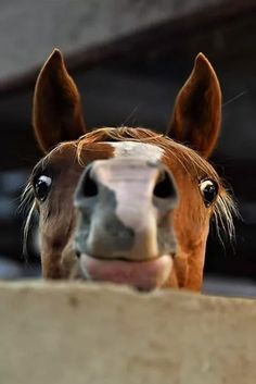 a brown and white horse sticking its head over a wall