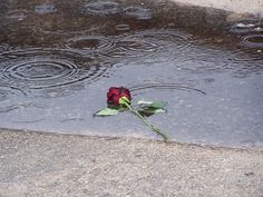 a red rose sitting in the middle of a puddle