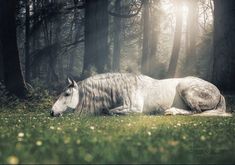 a white horse laying on top of a lush green field next to trees and grass