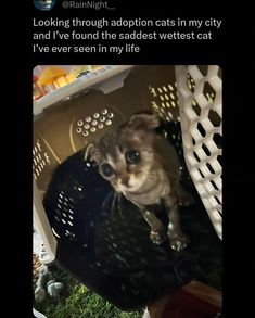 a cat sitting in a laundry basket looking at the camera with caption that reads, looking through adoption cats in my city and i've found the saddest