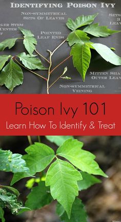 the cover of poisonly 101 learn how to identify and treat