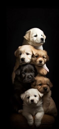 a group of puppies sitting on top of each other in front of a black background