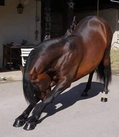 Bay Horse, Andalusian Horse, Equestrian Life, Horse Training