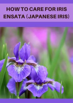 purple flowers with the words how to care for iris ensata japanese iris