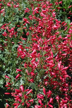 red flowers are blooming in the garden