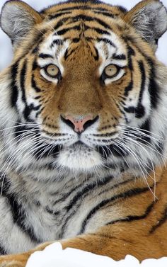 a close up of a tiger laying down in the snow with its eyes wide open