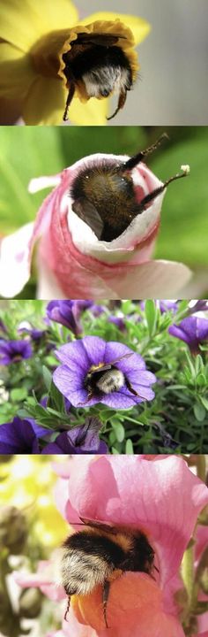 three different pictures of flowers with one bee in the middle and another on the bottom