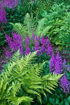 purple flowers and green plants in a garden