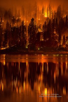 a night scene with trees and lights reflecting in the water on a dark, foggy day