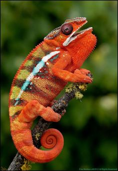 an orange and blue chamelon sitting on top of a tree branch