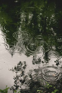 raindrops are floating on the surface of a body of water with trees in the background