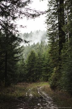 a dirt road in the middle of a forest