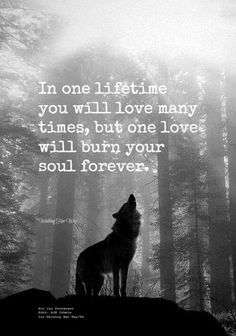 a wolf standing on top of a hill in the woods with a quote above it