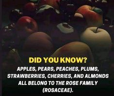 an image of apples with caption that reads did you know? apples, pears, plums, strawberries, cherries, and almonds all belong to the rose family