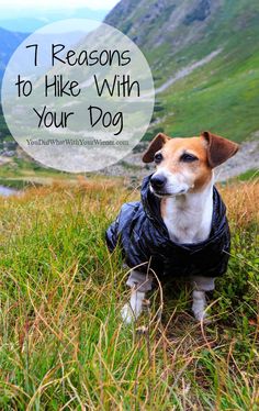 a dog wearing a raincoat in the mountains with text overlay that reads, 7 reasons to hike with your dog