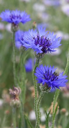 some blue flowers that are in the grass