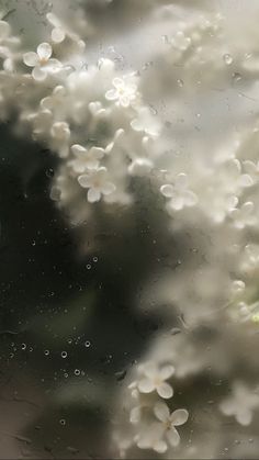 white flowers are seen through the raindrops on a window
