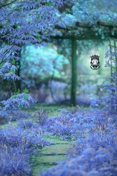 a path in the middle of purple flowers