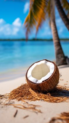 a coconut sitting on top of a sandy beach next to the ocean with a palm tree in the background