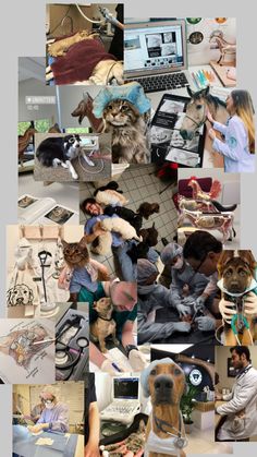 a collage of photos with dogs, cats and people working on laptops in the same room