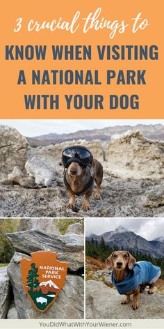 a dachshund dog wearing a jacket and goggles with the words 3 crucial things to know when visiting a national park with your dog