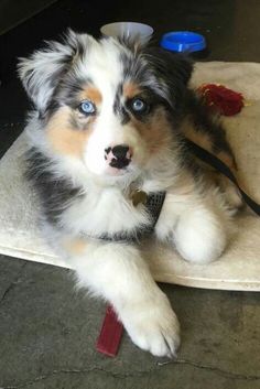 a puppy with blue eyes laying on a blanket