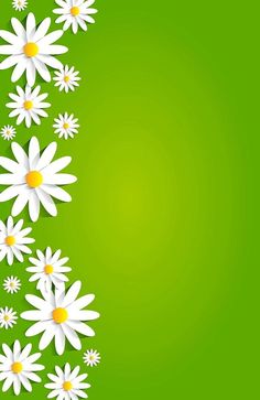 white daisies on green background with space for text