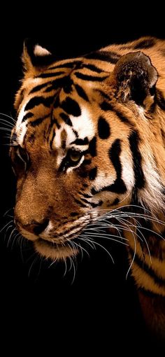 a close up of a tiger on a black background