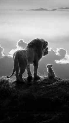 two lions standing on top of a grass covered hill