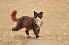 a small black and white cat walking across a dirt field with its tail up to the camera