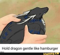 a person holding a black bird in their hand with the caption hold dragon gentle like hamburger