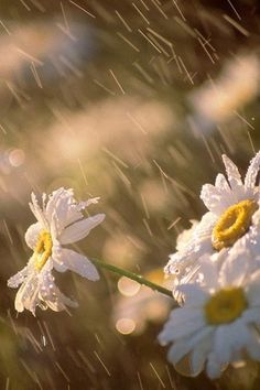 a little boy is standing in the rain with daisies and looking up at him