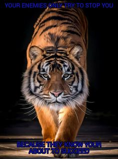 a tiger walking across a dark ground with the caption, your enemys entry to stop you because they know it