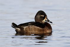 a duck floating on top of a body of water