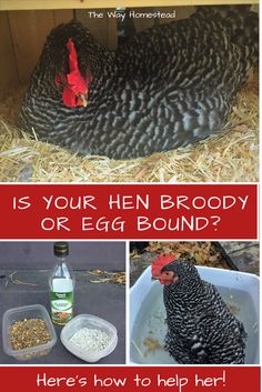 an egg laying on top of hay next to a chicken in a coop with the words is your hen broody or egg bound? here's how to help her