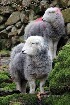 two sheep standing next to each other on top of moss covered rocks and grass in front of a stone wall