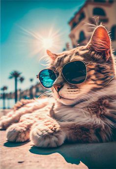 a cat wearing sunglasses laying on the ground