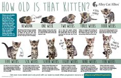 an image of kittens that are in different stages of their life cycle and how to use them