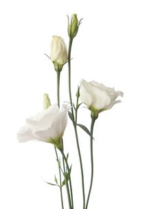 three white flowers in a vase on a table