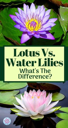 lotuss and water lilies with the words lotus vs water lilies what's the difference?