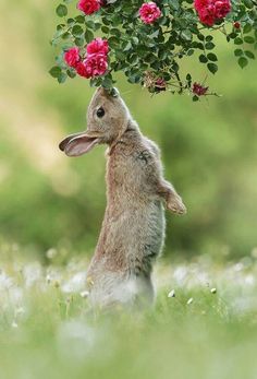 a rabbit is standing on its hind legs with flowers in it's mouth and looking at the ground