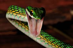 a green and yellow snake with its mouth open