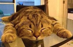 a cat sleeping on top of a glass table