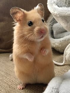 a brown hamster standing on its hind legs and looking at the camera with one eye open