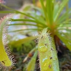 some very pretty looking plants in the dirt