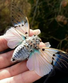 a hand holding a small silver and black insect in it's palm, with its wings spread wide open