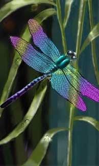 a purple and blue dragonfly sitting on top of a green plant