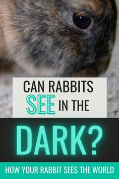 a rabbit with the words can rabbits see in the dark? how your rabbit sees the world